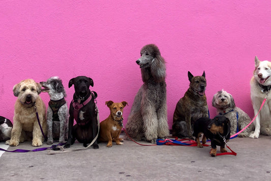 6 Reasons to get out there and walk your dog