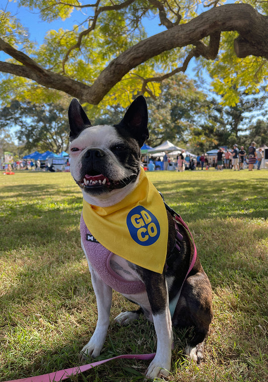 Dogs' Day Out @ the RSPCA Million Paws Walk 2023