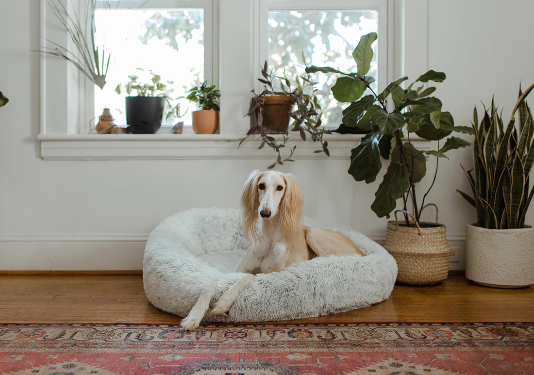 MANAGING YOUR DOG'S SEPARATION ANXIETY