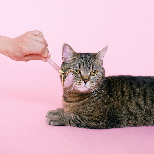 Paws and Reflect: The Feline Guide to Purr-fect Self-Care in 2024