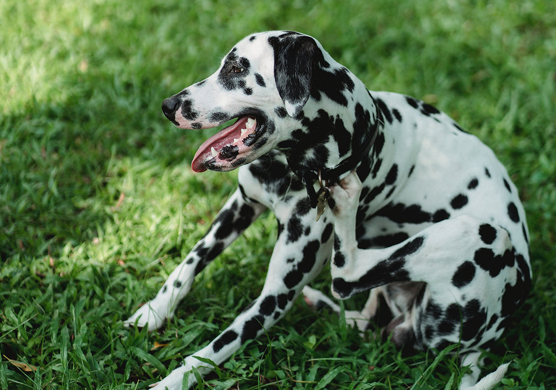 The lifecycle of the flea