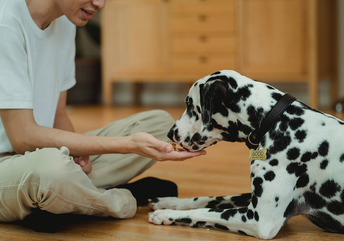 BAKE YOUR OWN DOG TREATS!