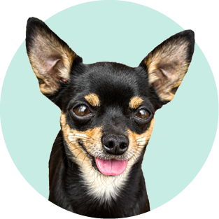XX-SMALL DOG COMPLETE PROTECTION PLAN
