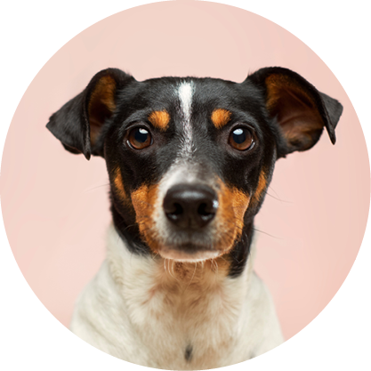 X-SMALL DOG COMPLETE PROTECTION PLAN