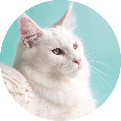 LARGE CAT COMPLETE PROTECTION PLAN