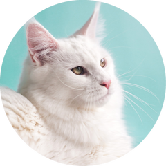 LARGE CAT COMPLETE PROTECTION PLAN