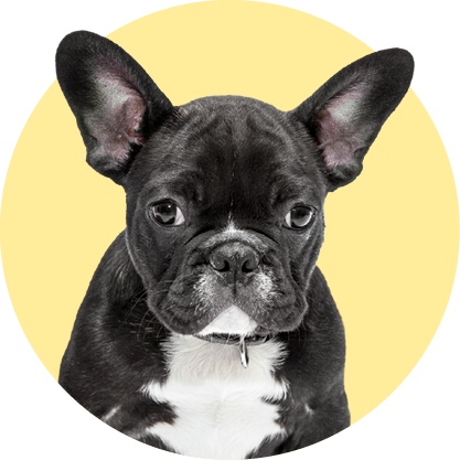 SMALL DOG COMPLETE PROTECTION PLAN