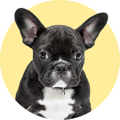 SMALL DOG COMPLETE PROTECTION PLAN