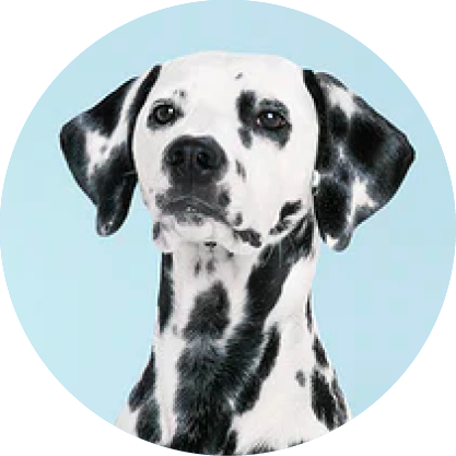 MEDIUM DOG COMPLETE PROTECTION PLAN