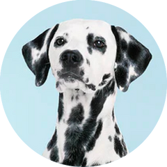 MEDIUM DOG COMPLETE PROTECTION PLAN