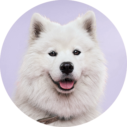 LARGE DOG COMPLETE PROTECTION PLAN