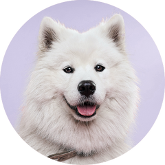 LARGE DOG COMPLETE PROTECTION PLAN