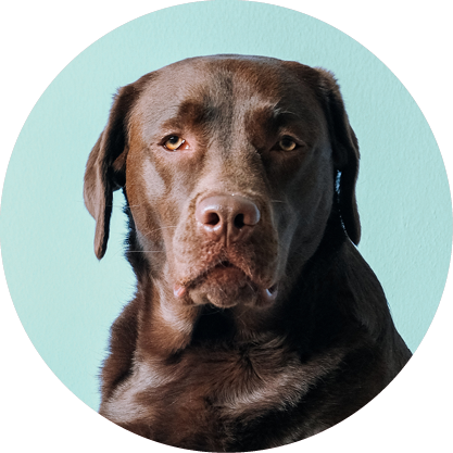 X-LARGE DOG COMPLETE PROTECTION PLAN