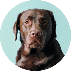 X-LARGE DOG COMPLETE PROTECTION PLAN