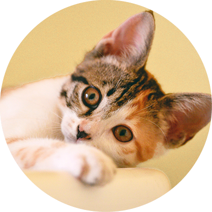 SMALL CAT ESSENTIAL PROTECTION PLAN