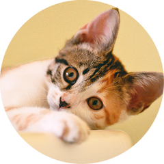 SMALL CAT ESSENTIAL PROTECTION PLAN