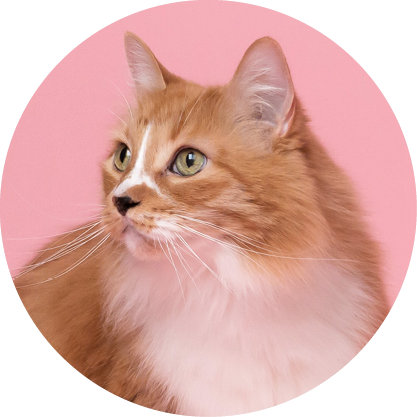 LARGE CAT ESSENTIAL PROTECTION PLAN