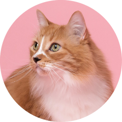 LARGE CAT ESSENTIAL PROTECTION PLAN