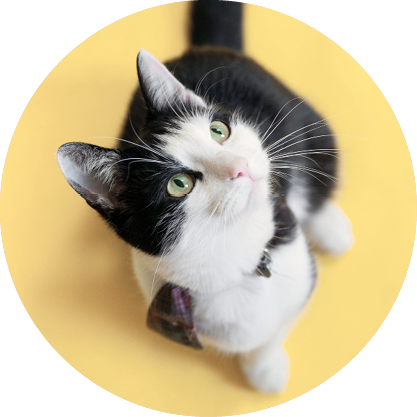 SMALL CAT COMPLETE PROTECTION PLAN