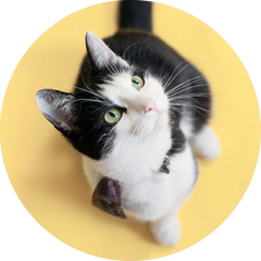 SMALL CAT COMPLETE PROTECTION PLAN