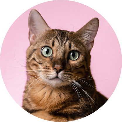 MEDIUM CAT COMPLETE PROTECTION PLAN