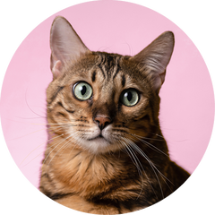 MEDIUM CAT COMPLETE PROTECTION PLAN