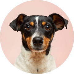 X-SMALL DOG COMPLETE PROTECTION PLAN