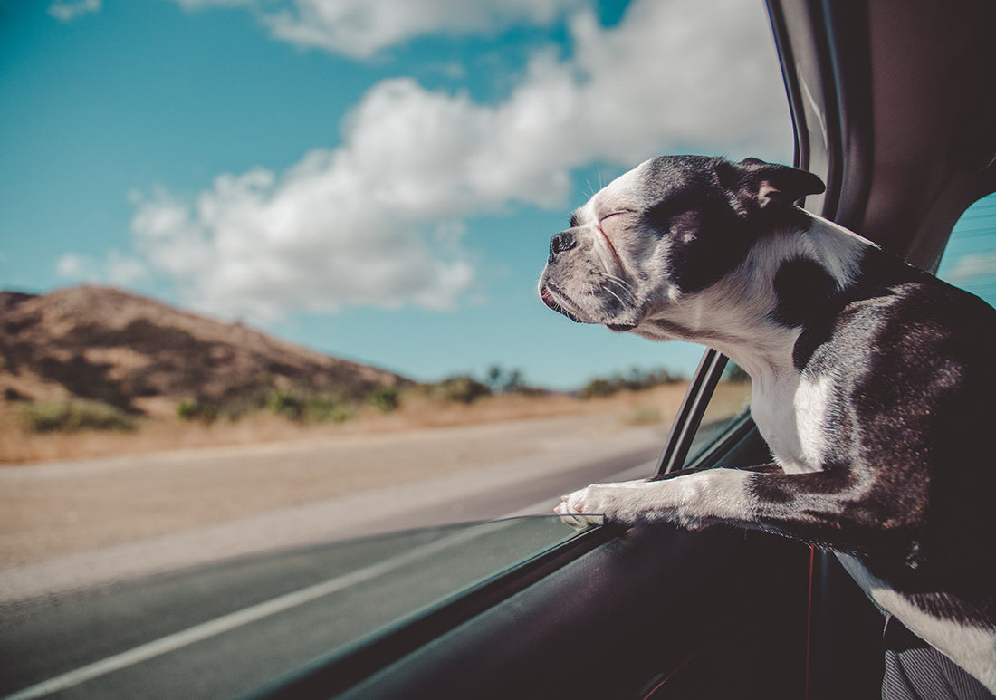 4 Paws Up for Road Trip Fun with Your Pawed Pal!