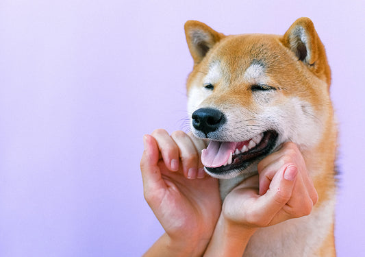 Brushing Up on Pet Dental Care: A Guide to Keeping Your Furry Friend's Smile Shiny and Bright!