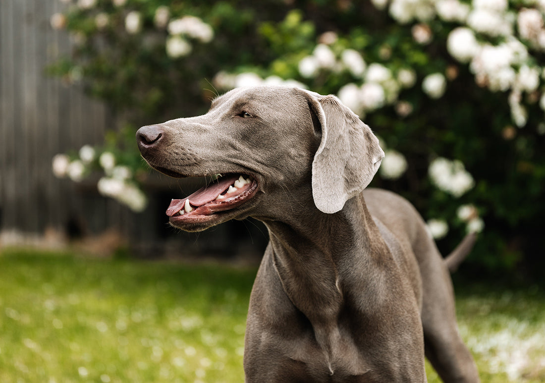 Spring Into Action: Tick-Proof Your Pet!