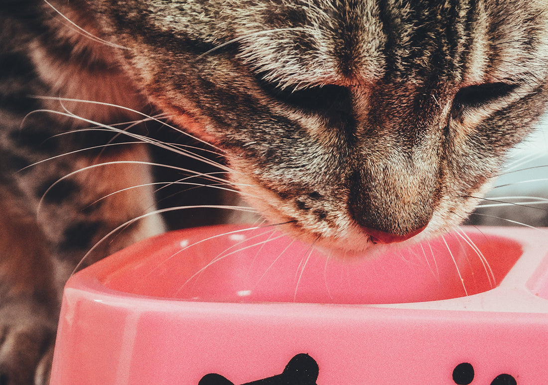 PUR-FECT HOMEMADE TREATS TO IMPRESS YOUR CAT