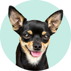 XX-SMALL DOG COMPLETE PROTECTION PLAN